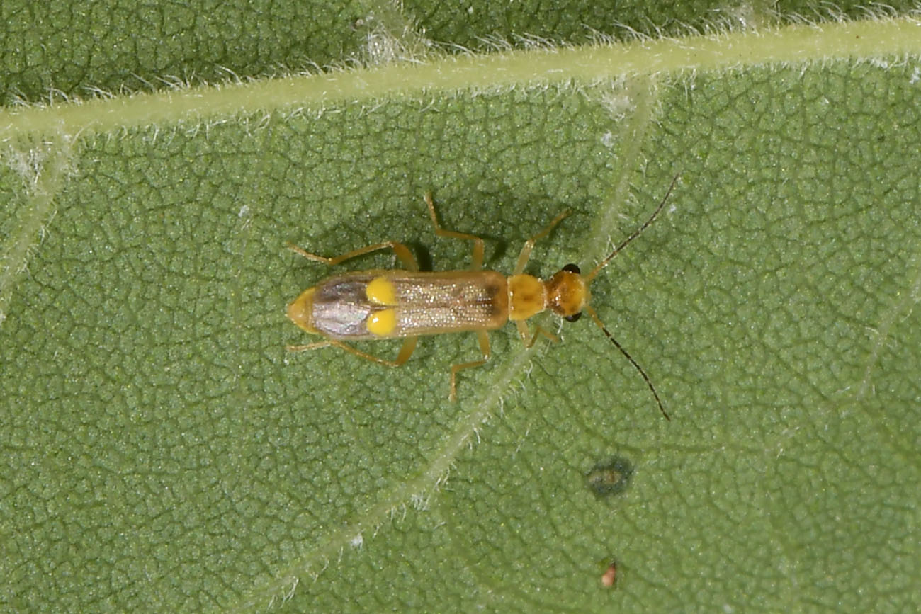 Cantharidae: Malthinus sp?  Sì, Malthinus sordidus